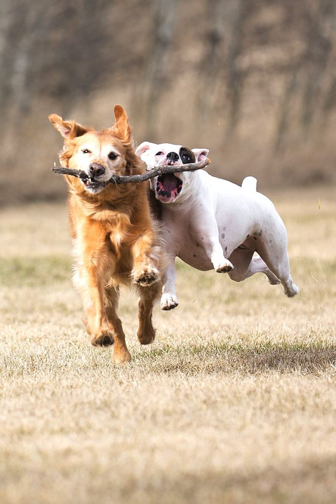 houston custom home builder dogs playing fetch